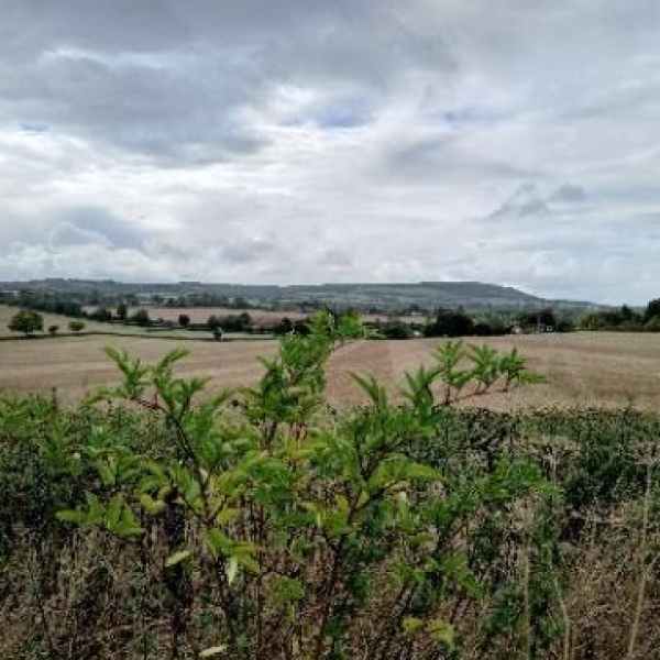 Walking in the country